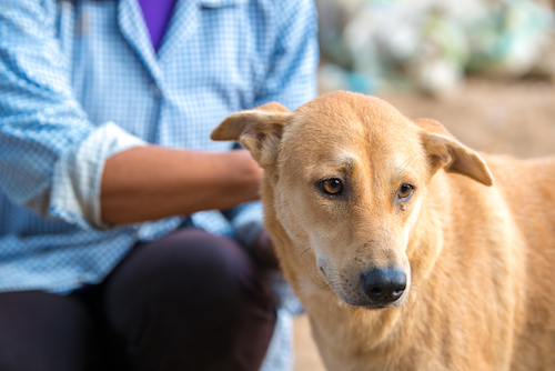 dogs used in therapy