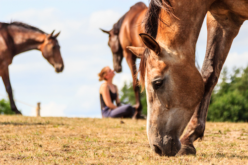 equine therapy