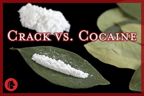 cocaine powder on a cocoa leaf