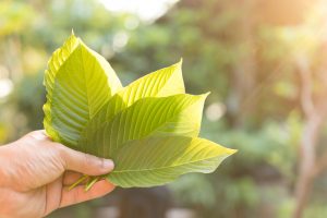 Mississippi bans kratom in some parts of the state